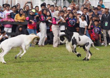 Menteri Koperasi dan UKM Teten Masduki Apresiasi Pemkab Bogor yang Rutin Adakan Festival Ternak Domba-Kambing