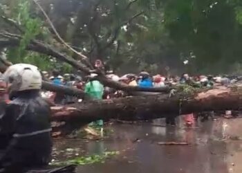 Akibat Pohon Tumbang, Jalan Raya Narogorng Macet Parah