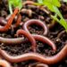 Selain untuk Obat Tifus, Ini Manfaat Cacing Tanah untuk Tubuh Manusia!