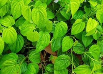 Segudang Manfaat Daun Sirih, Salahsatunya mampu jadi Obat Diet !!!!