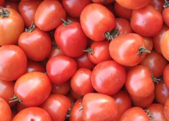 Simak! Ini Manfaat Tomat untuk Tubuh Manusia