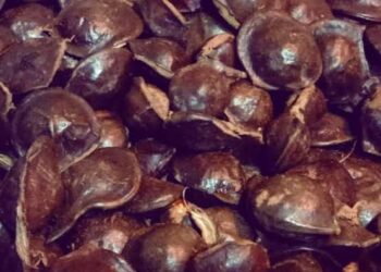 Suka Makan Jengkol ????, Jangan Berlebihan Ya !!! Ini Bahayanya