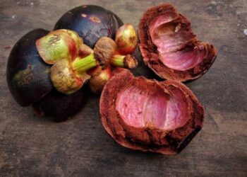 Jangan Buang Kulit Manggis, Ini Manfaatnya