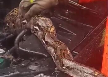 Musim Hujan, Ular Sanca ini Cari Kehangatan di Kap Mobil