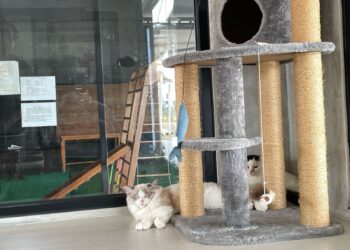 Menjelang Idul Fitri, Penitipan Hewan di Bogor Sepi Pelanggan