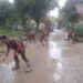 Banjir Besar Landa Bojong Kulur, AMS Rayon Gunung Putri Turun Tangan Bantu Warga