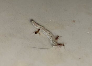 Fakta Unik: Mengapa Semut Mengangkut Potongan Kuku Manusia?