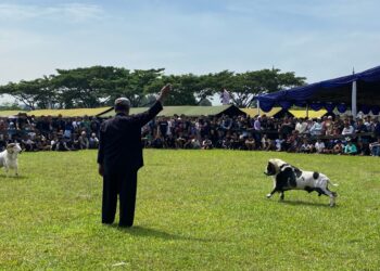 Semi Kontes Seni Ketangkasan Domba Garut: Merawat Tradisi, Menyatukan Komunitas