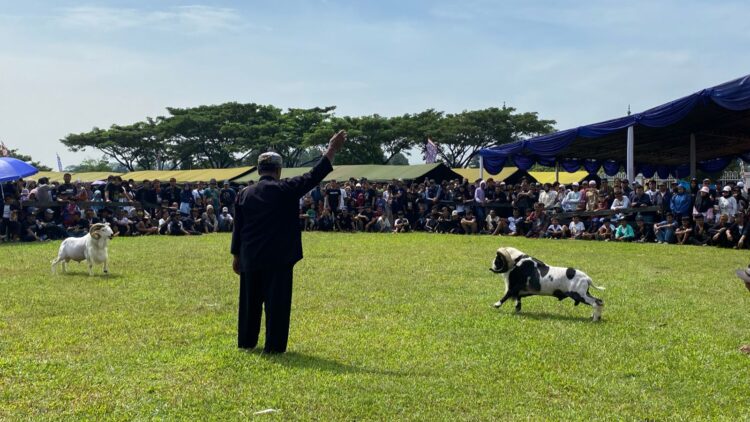 Semi Kontes Seni Ketangkasan Domba Garut: Merawat Tradisi, Menyatukan Komunitas