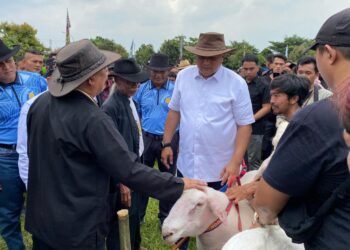 TNI AU Rayakan HUT ke-79 dengan Pesta Patok Nasional di Bogor, Peternak Domba Unjuk Gigi