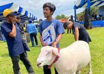 Semi Kontes SKDG, Kabupaten Bogor Sabet Juara Satu Domba Bobot Terberat