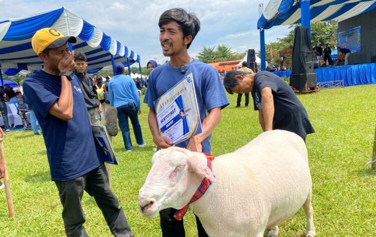 Semi Kontes SKDG, Kabupaten Bogor Sabet Juara Satu Domba Bobot Terberat