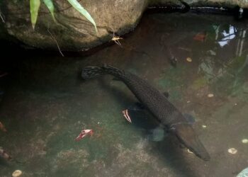 Pelihara Ikan Invasif? Siap-siap Dipidana dan Didenda Miliaran!