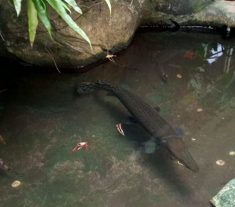 Pelihara Ikan Invasif? Siap-siap Dipidana dan Didenda Miliaran!