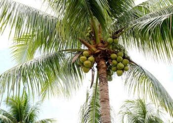 Kelapa: Si Pohon Ajaib Penyelamat Kehidupan