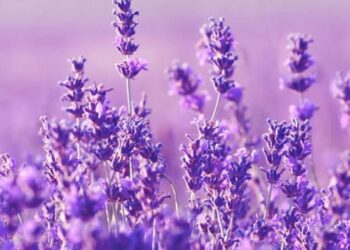 Bunga Cantik, Berikut Manfaat Bunga Lavender dan Cara Menanamnya di Rumah