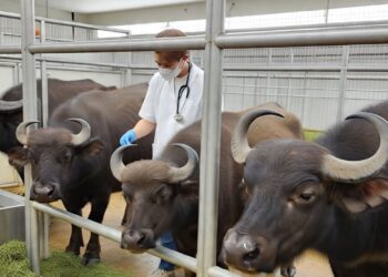 Diskanak Salurkan 2.000 Dosis Vaksin Antraks untuk Hewan Kurban