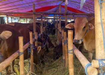Menjelang Iduladha, Penjualan Sapi Kurban di Lapak Basmallah Cibinong Tembus 200 Ekor