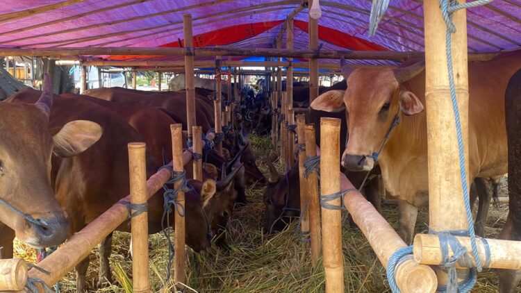 Menjelang Iduladha, Penjualan Sapi Kurban di Lapak Basmallah Cibinong Tembus 200 Ekor