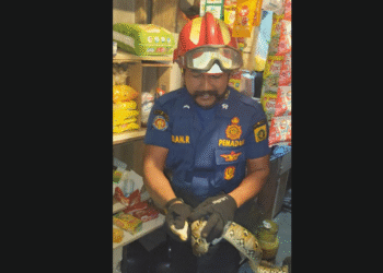 Damkar Berhasil Evakuasi Ular Sepanjang 1,5 Meter Didalam Warung di Babakan Madang