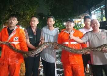 Damkar Evakuasi Ular Sanca Sepanjang 3 Meter di Griya Bukit Jaya Gunung Putri