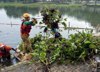 Setu Gunung Putri Dipenuhi Eceng Gondok, Relawan Bergerak Bersihkan dan Cegah Banjir