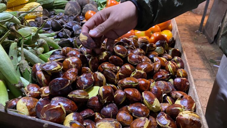 Harga Jengkol di Pasar Cibinong Melonjak Hingga Rp100 Ribu per Kilogram