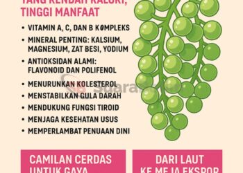 Anggur Laut: Si Kecil dari Lautan yang Kaya Manfaat