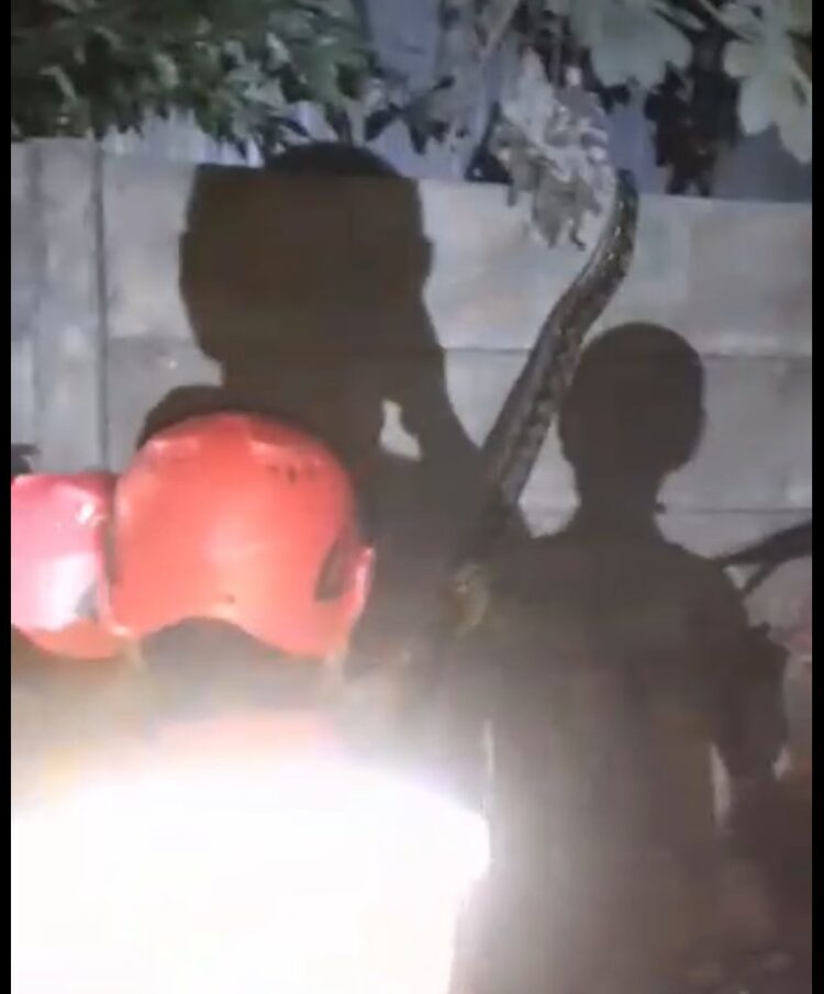 Pulang Kerja Dikejutkan Ular Sanca, Warga Gunung Putri Lapor Damkar