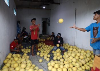 Desa Soso lahirkan petani muda berkat reforma agraria