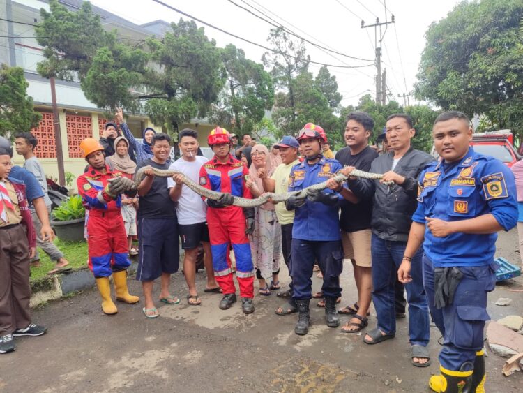 Ular Sanca 3 Meter Bersarang di Saluran Air Rumah Warga Cibinong, Damkar Evakuasi dalam 45 Menit