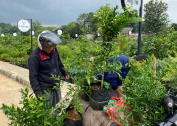 Pembeli Nilai Pasar Petani Garuda Permudah Akses Tanaman Berkualitas dengan Harga Terjangkau