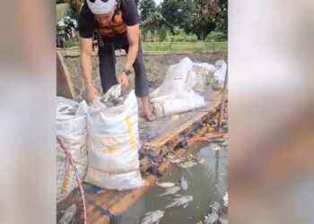 Situ Citongtut Gunung Putri Diduga Tercemar Limbah, Ribuan Ikan Berbagai Jenis Mati