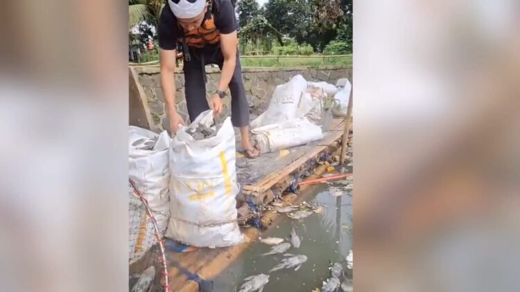 Situ Citongtut Gunung Putri Diduga Tercemar Limbah, Ribuan Ikan Berbagai Jenis Mati