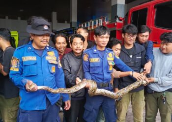 Petugas Damkar Kabupaten Bogor saat melakukan evakuasi ular