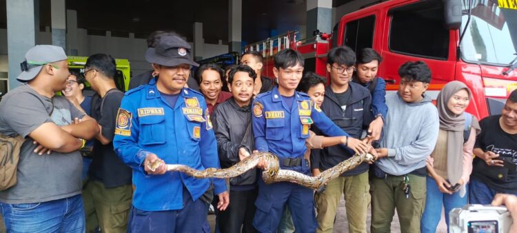 Petugas Damkar Kabupaten Bogor saat melakukan evakuasi ular