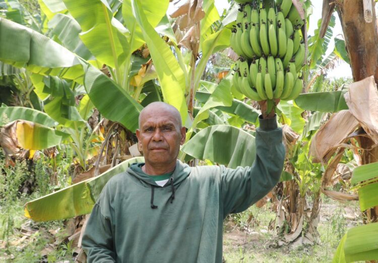 Kisah Sukses Desa Baumata Kupang: Berkat Reforma Agraria, Petani Kini Panen Cuan