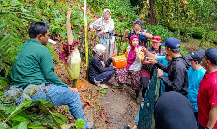 Bunga Bangkai Raksasa Mekar di Kebun Raya Bogor, Dedie Rachim Ikut Antre Bareng Warga