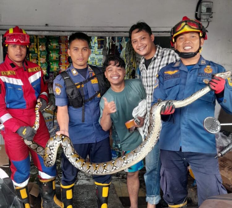 Damkar Evakuasi Ular Sanca 3 Meter di Bawah Freezer Toko