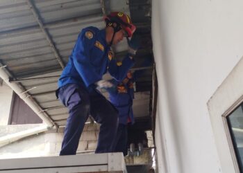 Butuh Waktu 3 Jam, Damkar Sektor Parung Evakuasi Biawak dan Tokek