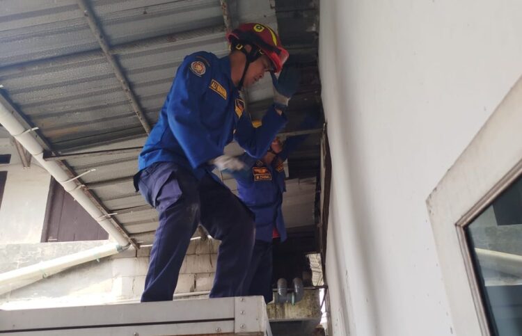 Butuh Waktu 3 Jam, Damkar Sektor Parung Evakuasi Biawak dan Tokek