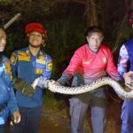 Ular Sanca 4 Meter di Kolong Kandang Ayam Picu Kepanikan, Dievakuasi 30 Menit