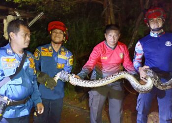 Ular Sanca 4 Meter di Kolong Kandang Ayam Picu Kepanikan, Dievakuasi 30 Menit