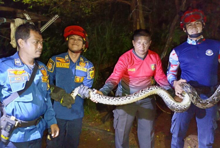 Ular Sanca 4 Meter di Kolong Kandang Ayam Picu Kepanikan, Dievakuasi 30 Menit