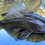 Ikan Sapu-Sapu Menginvasi Sungai di Kabupaten Bogor, Ancam Ekosistem dan Kesehatan Masyarakat