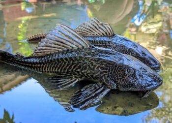 Ikan Sapu-Sapu Menginvasi Sungai di Kabupaten Bogor, Ancam Ekosistem dan Kesehatan Masyarakat