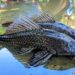 Ikan Sapu-Sapu Menginvasi Sungai di Kabupaten Bogor, Ancam Ekosistem dan Kesehatan Masyarakat