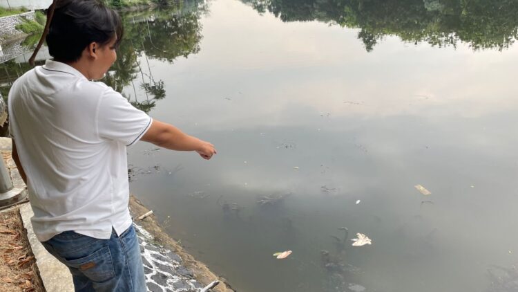 Diskanak Ungkap Dugaan Penyebab Puluhan Ikan Mati di Cibinong Situ Plaza