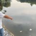 Diskanak Ungkap Dugaan Penyebab Puluhan Ikan Mati di Cibinong Situ Plaza