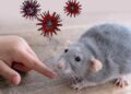 ‎Dinkes Kabupaten Bogor Imbau Warga Waspada Hantavirus dari Tikus